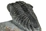 Bug-Eyed Coltraneia Trilobite Fossil - Ofaten, Morocco #354446-5